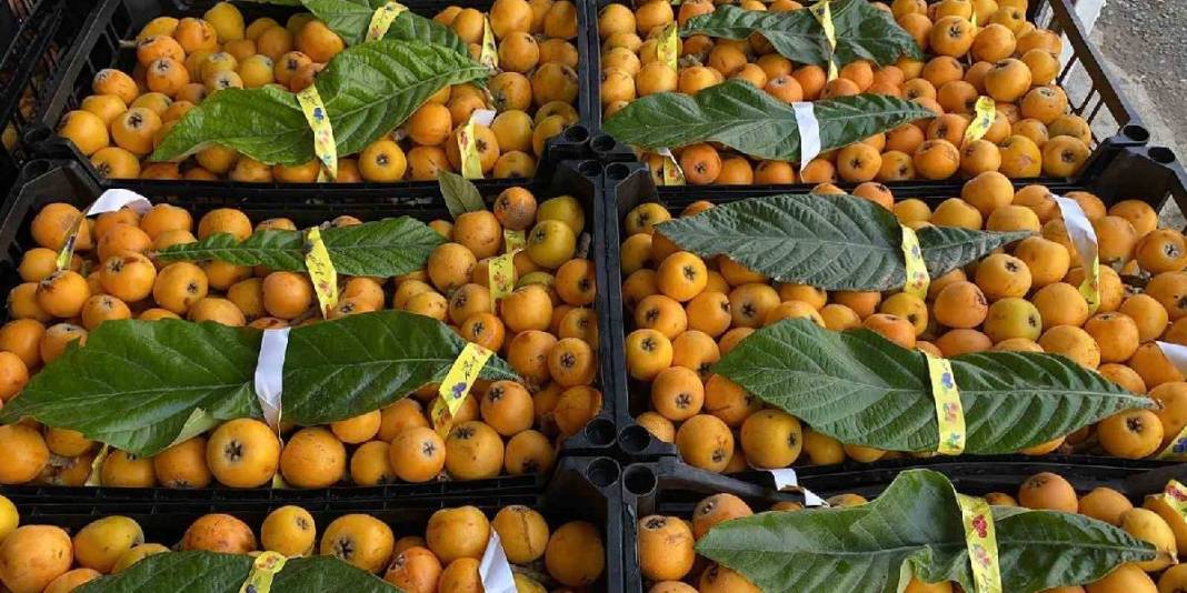 İç pazarda 100 TL, dış pazarda 4 dolar: Mersin'de "Sarı altın" için hasat saati geldi 5